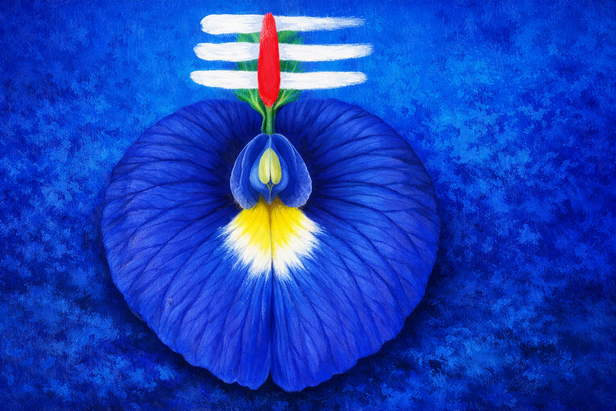 Aparajita Plant at Home