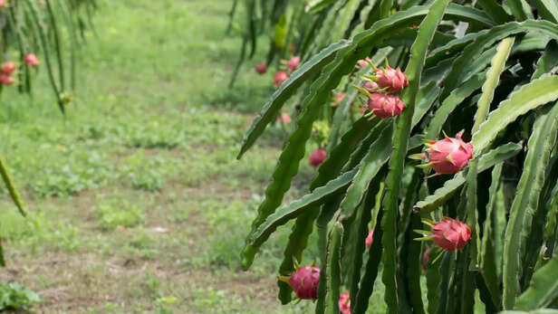 ड्रैगन फ्रूट की खेती 