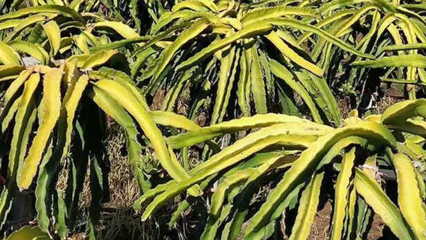 गर्मी से झुलसा पौधा