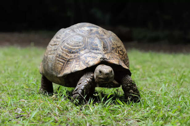 tortoise