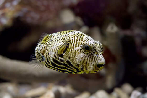 puffer fish