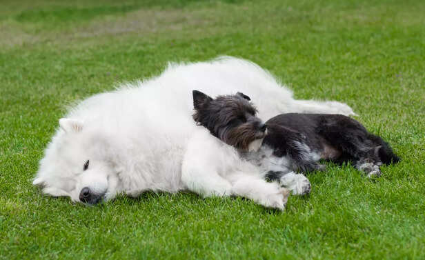 ​Senior Dog Enjoying Peaceful Companionship
