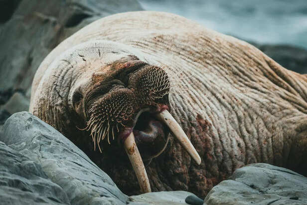 walrus