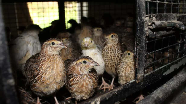 बर्ड फ्लू की पहचान