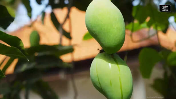 2,500 रूपए किलो आम