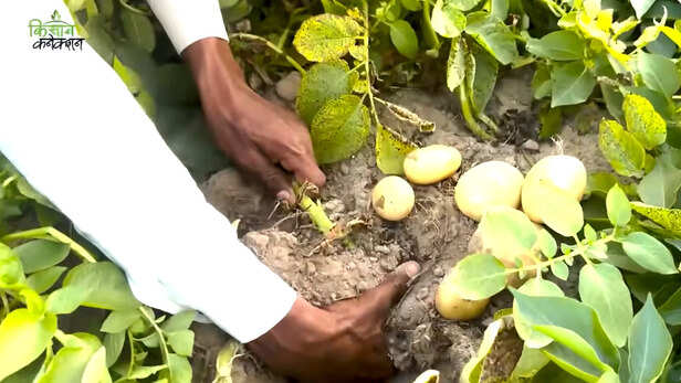 आलू की खेती