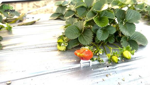 स्ट्रॉबेरी की खेती 