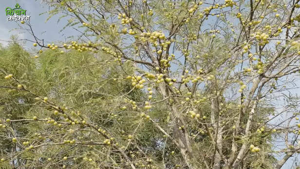 आंवले की सघन बागवानी