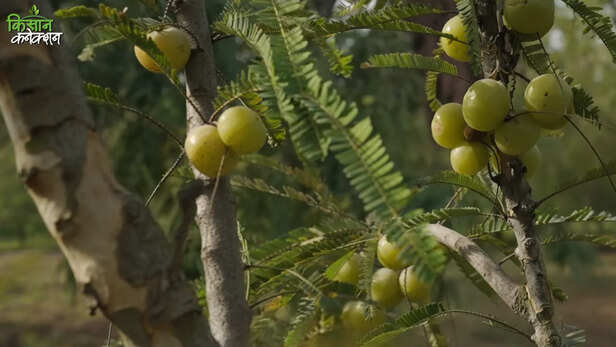 आंवला- भारत की संभावनाओं की कहानी