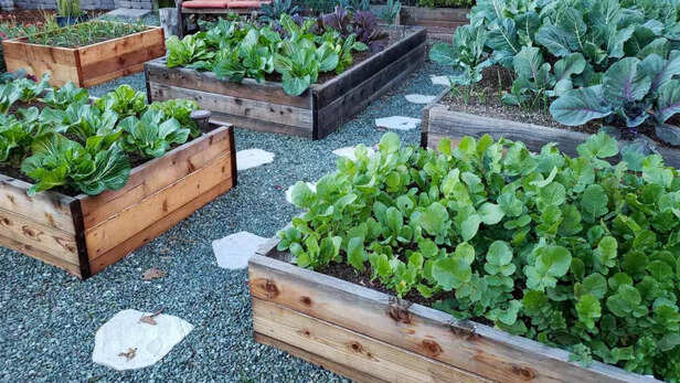 रेज्ड गार्डनिंग