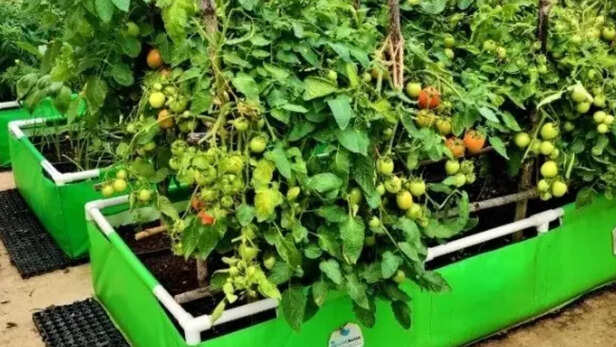 रेज्ड बैड की तैयारी