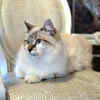 white cat