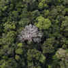Google's New AI Platform Will Help Cities Plant Trees Smartly To Limit ...