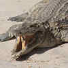 Friend In Need Is A Friend Indeed: Brave 11-YO Girl Gouges Crocodile's ...