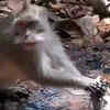 Monkey Uses Dried Up Leaves To Save Water, Compels People To Ask 'Who ...