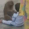 Watch: Monkey Refuses To Let Go Of Its Human Friend, Even After A Woman ...