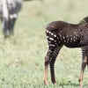 Rare Zebra With 'Polka Dots' Spotted In Kenya Wildlife Reserve, Takes ...