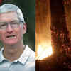 Apple's CEO Tim Cook Pledges Donation To Tackle Amazon Wildfires & Save ...