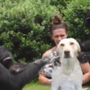 Two Chimpanzees Giving A Bath To A Dog Is The Only Video You Need To ...