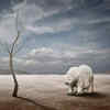These 24 Species Of Animals Are On The Brink Of Extinction, Thanks To ...