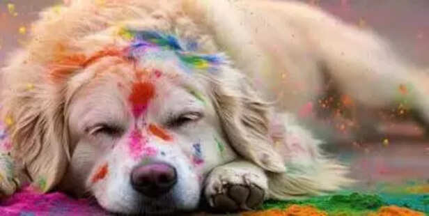 Pet Friendly Holi Fun at Home