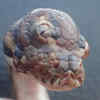 Three-Eyed Snake 'Monty Python' Spotted In Australia, Picture Goes ...