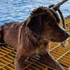 Oil Rig Worker Rescues Exhausted Dog Who Swam 220 Kms Off Thailand ...