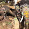 Mysuru's Famed Dasara Elephant And Gentle Giant 'Drona' Dies Of Heart ...