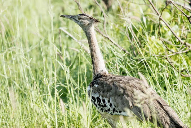 Great Indian Bustard