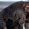 This Muscular Monkey Has Left People Totally Baffled With Its ...