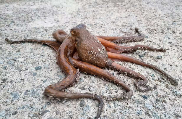octopus