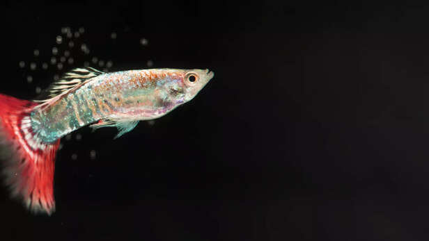 Glowing Neon Tetra Fish in a Community Aquarium