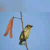 Coppersmith Barbet
