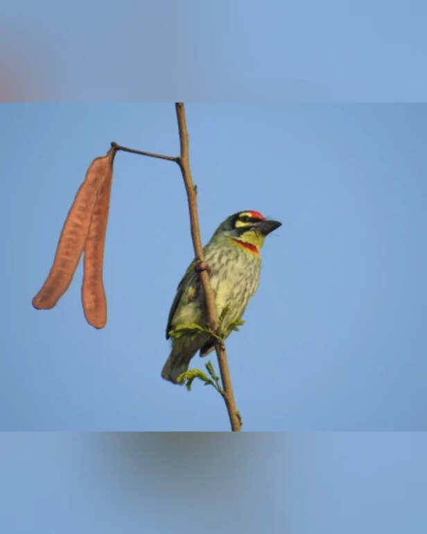 Coppersmith Barbet