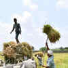 Goa Government Tells Farmers To Chant Vedic Mantra In Farms To Improve ...