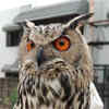 How India Is Losing Endangered Species Of Owl To Black Magic Rituals ...