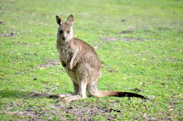 kangaroo
