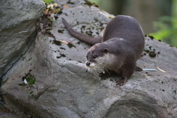 otter