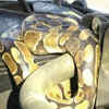 Python Found Under Hood Of An SUV That Was 'Running Strangely'