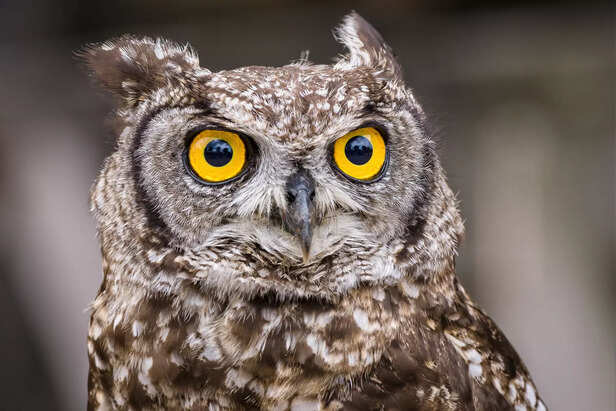 owl