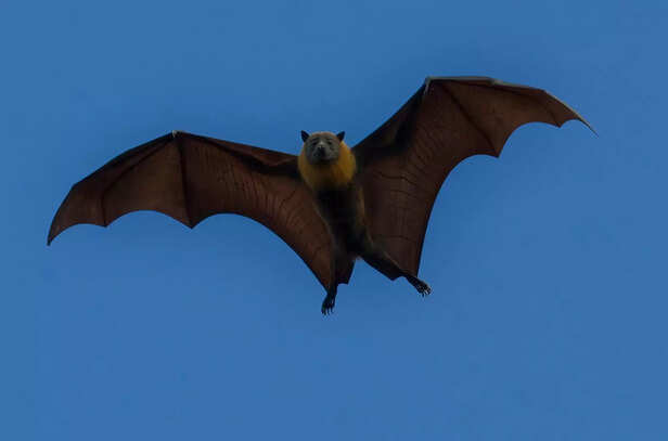 bat