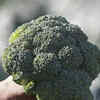 NASA Scientists Just Sent A Bacteria-Coated Broccoli To Space To Help ...