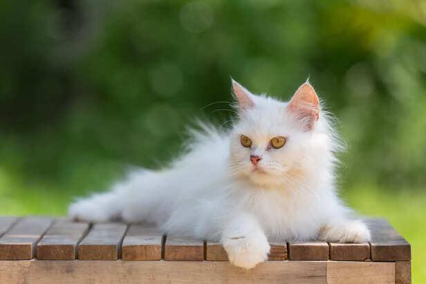 Fluffy Persian Cat with Long Silky Fur