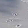 Bizarre Ice Circles Spotted In The Arctic Sea & NASA Scientists Have No ...