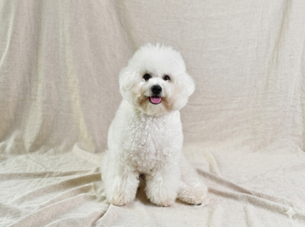 Bichon Frisé