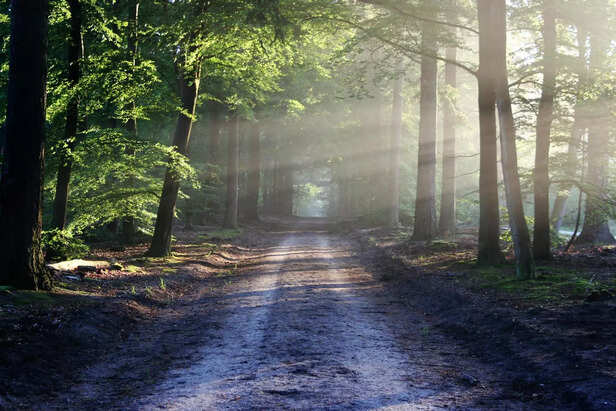 Open Pathway Through Forest With Sunlight