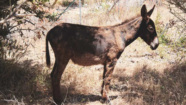 कोई भी कर सकता है गधा पालन