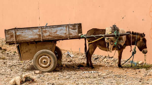 बढ़ रही है गधों की बेरोजगारी