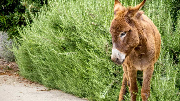 गधी के दूध की बढ़ती माँग