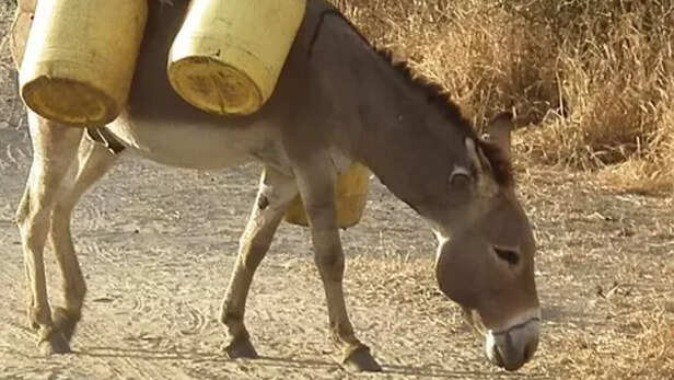 गधा पालन बना नया बिजनेस